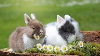 REAL RABBIT BABIES 🐇SONG OF RABBIT BABIES 💥🔥BEAUTIFUL RABBITS BABIES 😍💖4K PICTURES 🖼️ [upl. by Berhley]