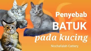 Penyebab BATUK pada kucing [upl. by Eizzo]