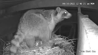 Raven Nest Cam more of the racoon [upl. by Marashio727]