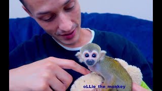 Baby Monkey oLLie excited to see Daddy REUNITED [upl. by Bloom]