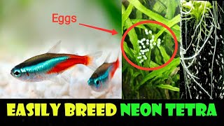 How to breed neon tetra in bengali neon tetra মাছের breeding করুন বাংলায় ❤️ [upl. by Namwen]