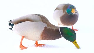 Male Arctic Mallard Duck Drakes Want the Last Morsels of Food 4K [upl. by Killion]