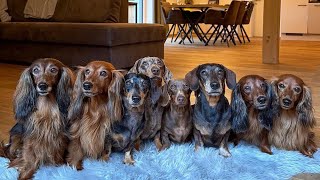 Dachshund Around The World Sausage Dogs Videos Playful Puppies Funny Dogs Videos Cute wiener Videos [upl. by Howe771]