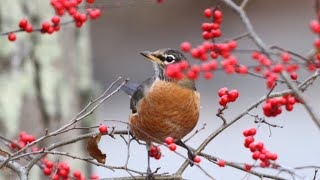 Robins amp Winterberries [upl. by Nniw]