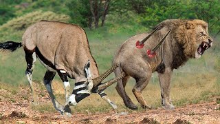 30 Crazy Moments LIONS Knocked Down By Gemsbok Antelope Rescue His Teammate From Lions Hunting [upl. by Ssew]