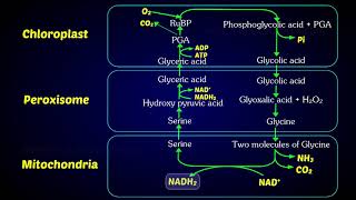 Photorespiration C2 Cycle  Photorespiratory pathway [upl. by Nedda229]