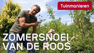 De roos snoeien in de zomer hoe doe je dat  rozen  Tuinmanieren [upl. by Nnaeus]