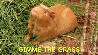 Guinea pigs squeaking for food as soon as the door opens [upl. by Odab]