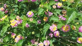 𝗟𝗔𝗡𝗧𝗔𝗡𝗔 𝗙𝗟𝗢𝗪𝗘𝗥𝗦 lantana bunga cantik flowers trending jardin garden floweringplants shorts [upl. by Araes]