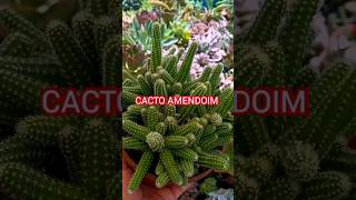 CACTO AMENDOIM COM FERRUGEM COMO CUIDAR [upl. by Dyan]