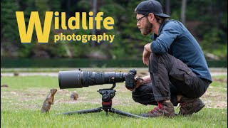 WILDLIFE PHOTOGRAPHY of SMALL ANIMALS  SHARP PRO IMAGES using the Nikon Z9 [upl. by Iseabal]