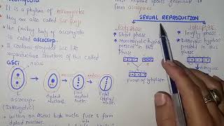 Ascomycota Life Cycle  Federal amp KPK Board  Class 11 Biology [upl. by Broadbent]