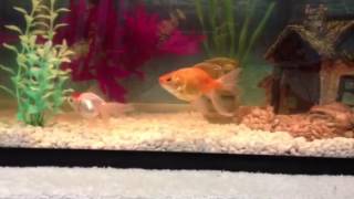 10 Gallon Goldfish Aquarium [upl. by Haggar72]