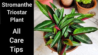 Stromanthe triostar magicstar plant care Indoor plant care tips calatheamaranta plant care [upl. by Reginauld]