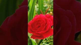 Beautiful Rose flower🥀🥀🥀 Rosaceae flower shorts flowers AboutNature99 youtubeshorts [upl. by Regor692]