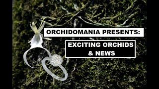 Orchidomania Presents Exciting NEWS  Orchids amp Personal [upl. by Asilram]