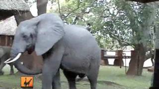 Safari in Zambia  Elephants invade the Hotel [upl. by Ahseekal]