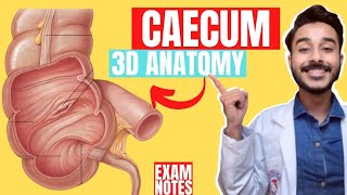 caecum anatomy 3d  anatomy of caecum  large intestine anatomy [upl. by Laehctim]