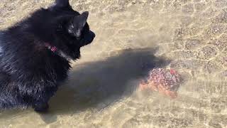 Schipperke dog finds a crab Crab makes escape [upl. by Renault]