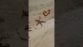 Starfish moving into the water starfish westlakes [upl. by Lamahj]