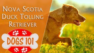 Dogs 101  NOVA SCOTIA DUCK TOLLING RETRIEVER  Top Dog Facts About the NOVA SCOTIA RETRIEVER [upl. by Araht]