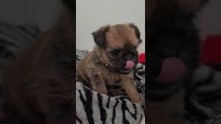 Red rough Brussels Griffon boy 6 weeks old brusselsgriffon [upl. by Yemiaj]