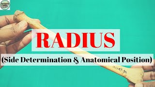 RADIUS I Side Determination I Anatomical Position [upl. by Oiramel112]