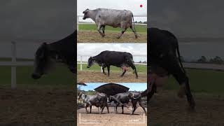 🔴  DAIRY COWS  GIROLANDO CATTLE ✅ Gyr X Holstein Biggest Bulls And Cow bulls cows girolando [upl. by Nakah28]