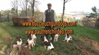 Complete Springer Spaniel Training Series [upl. by Brey]