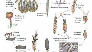 Life cycle of ergot [upl. by Hartzke]