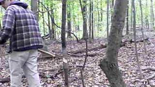 Chopping down a Cherry Tree with my Wetterlings hatchet [upl. by Gretna590]