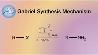 Gabriel Synthesis Mechanism  Organic Chemistry [upl. by Hsirt784]