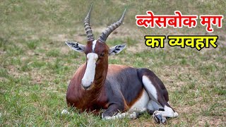 Blesbok antelope behavior  antelope facts  blesbok antelope wildlife documentary in hindi [upl. by Esenwahs779]