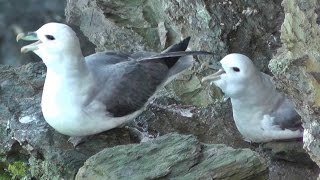 Fulmar at North Cliffs in Cornwall  Bird [upl. by Till]