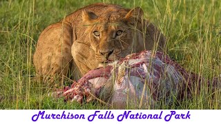 Murchison Falls National Park [upl. by Mode]