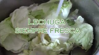 Cómo tener la lechuga siempre crujiente  El Dulce Paladar [upl. by Amalie]