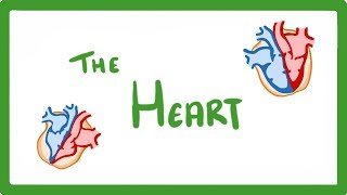 GCSE Biology  The Heart 23 [upl. by Gowrie]