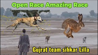 Dog vs Rabbit Race 202324 Greyhounds vs Hare  Hare Coursing  Hunting Dogs  High Speed Dog Runing [upl. by Starbuck]