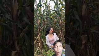 Theo cô gái thu hoạch ngô 🌽shortvideo xuhuongyoutube funny [upl. by Arria]