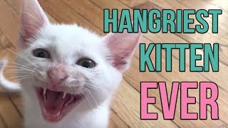 Hangriest Kitten EVER [upl. by Jamille]