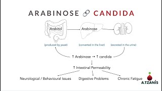 Arabinose  Candida Overgrowth OAT Test [upl. by Reamy]