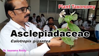 Asclepiadaceae Calotropis gigantea Taxonomy  Dr Jayarama Reddy St Josephs University Join [upl. by Latini]