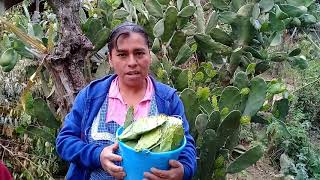 Asi se prepara una deliciosa comida con nopales cebolla y chile Huachinango [upl. by Ocinom]