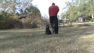 boykin spaniel training to force to pile [upl. by Sivart]