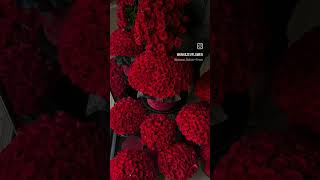 red roses ❀♡trending viralaesthetic youtubeshorts [upl. by Annavaig]