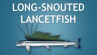 Elltharis  LONGSNOUTED LANCETFISH 5★ [upl. by Avehsile]