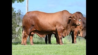 Vale View Fresco 2  Lot 269 February All Breeds Bull amp Female Sale [upl. by Nomolas]