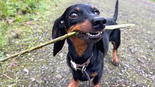 Mini Dachshunds running amp sniffing in nature Close ups [upl. by Virgin]