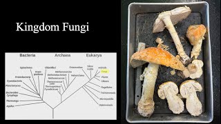 Kingdom Fungi and its Phylums Exploring the Hidden Kingdom Beneath Our Feet [upl. by Ochs]