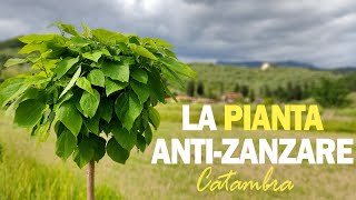 LA PIANTA ANTIZANZARE [upl. by Inahteb]